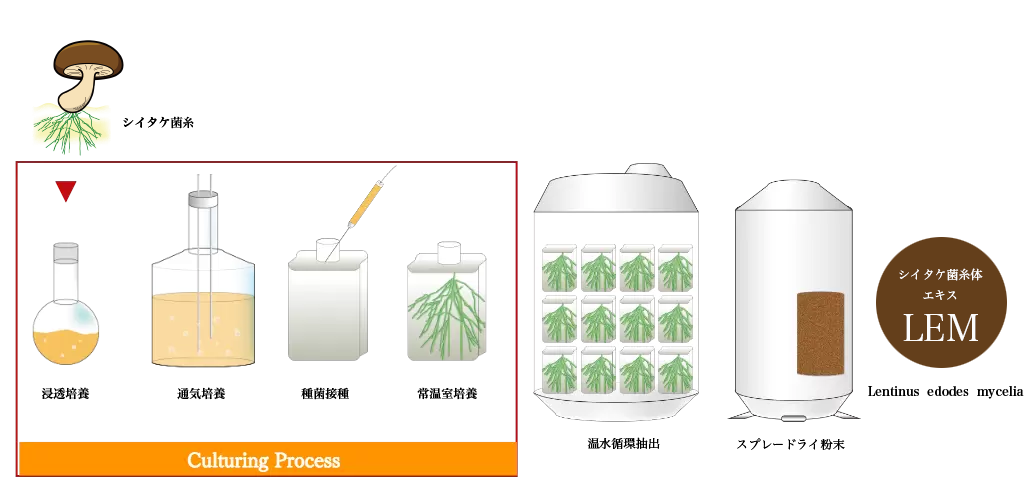 椎菌製造工程